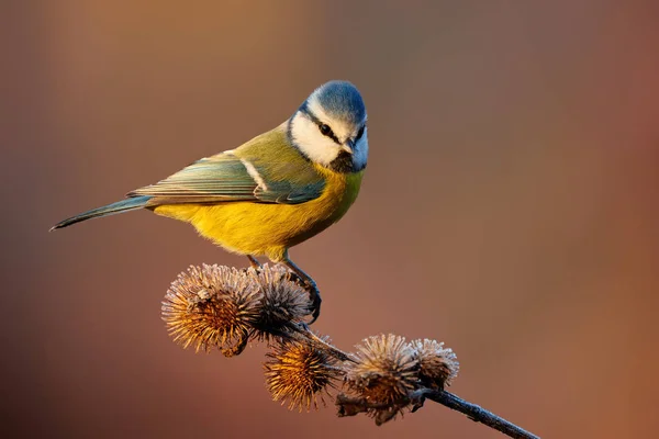 Eurasian blue tit (Cyanistes caeruleus) — Stock fotografie