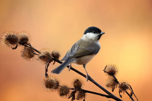 Marsh Tit descansando sobre una rama . —  Fotos de Stock