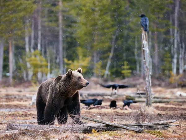 Бурый медведь в тайге . — стоковое фото