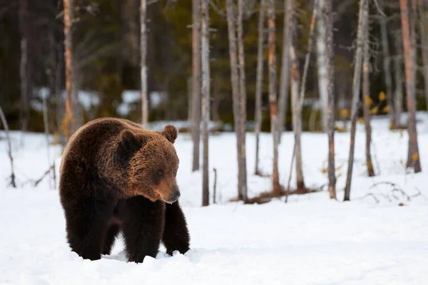 Medvěd hnědý chůzi ve sněhu — Stock fotografie