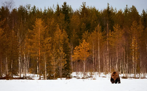 Bruine beer wandelen in de sneeuw — Stockfoto