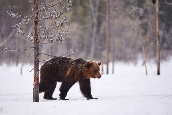 Oso marrón caminando en la nieve —  Fotos de Stock