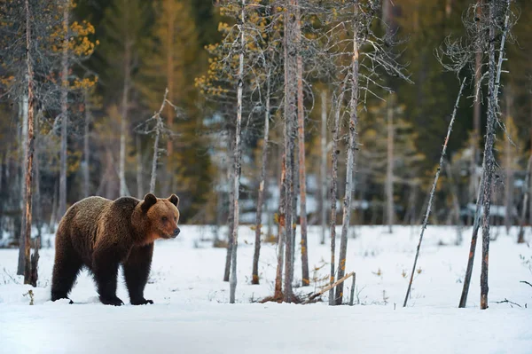 Коричневий ведмідь у сніговій тайзі.. — стокове фото