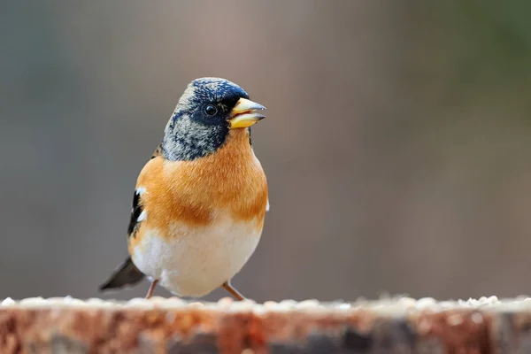 Hermoso macho zarandeando (Fringilla montifringilla ) — Foto de Stock