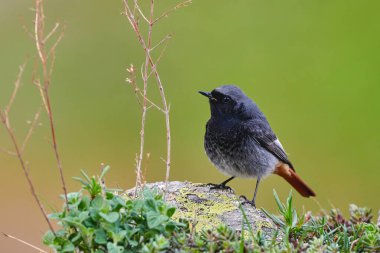 Bir kayanın üzerinde küçük kuş
