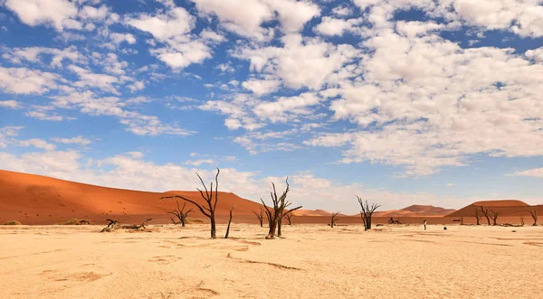 Namibiske ørkenlandskap – stockfoto