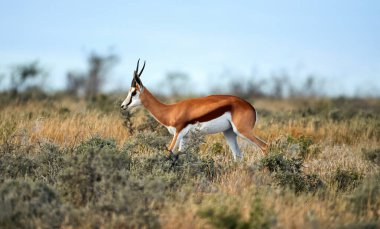 Yetişkin erkek Springbok Savannah içinde yürüyüş.