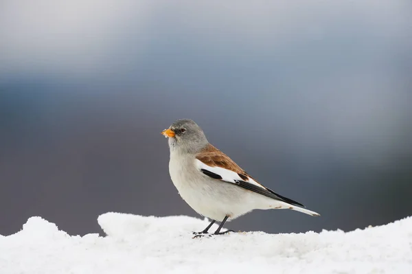 White winged snowfinch (Montifringilla nivalis). — 스톡 사진