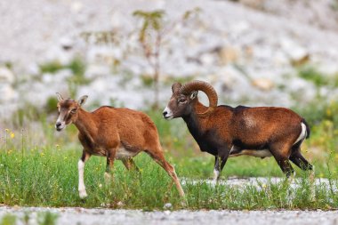 Male mouflon follows and courts a female who is moving away. clipart