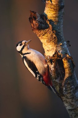 Erkek büyük benekli ağaçkakan (Dendrocopos major) gün batımında.