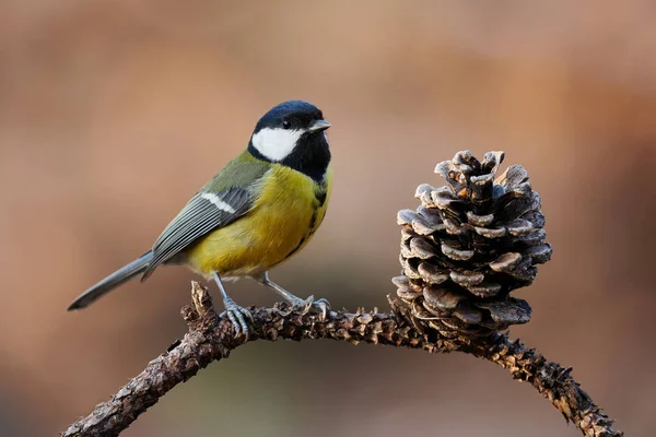 Szép nagy cinege (Parus jelentős) — Stock Fotó