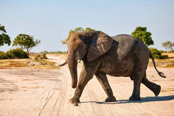 Большой слон, гуляющий в африканском парке — стоковое фото