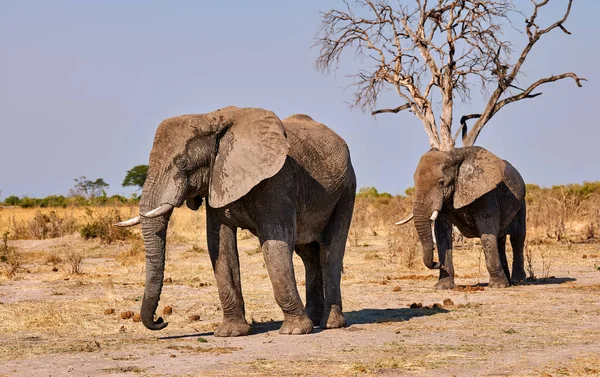 Grandes elefantes (Loxodonta africana caminhando na savana africana — Fotografia de Stock