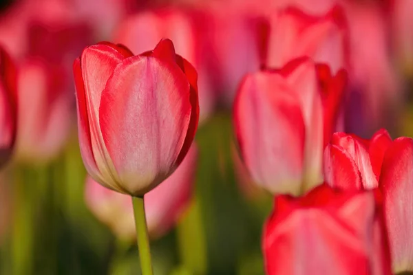 盛开的红色郁金香，清澈的春天。 故意混淆不清. — 图库照片