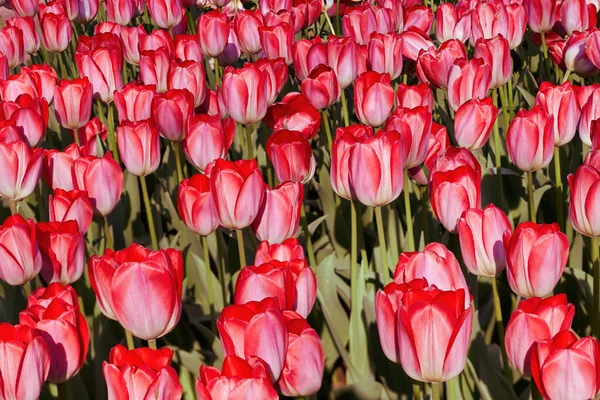 盛开的红色郁金香，春天的简朴. — 图库照片