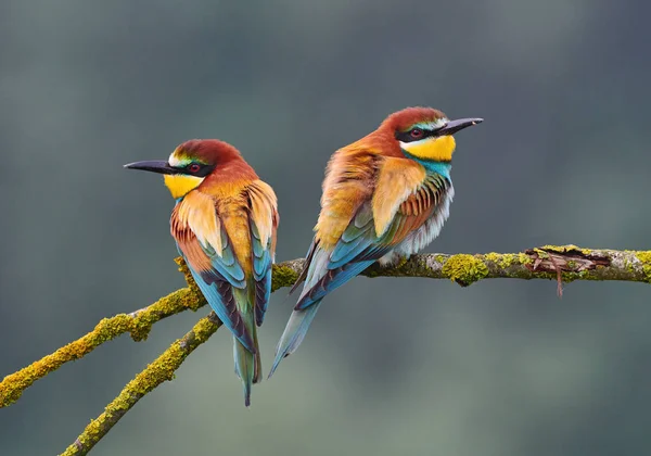 Two beautiful bee eater (Merops apiaster) — 스톡 사진