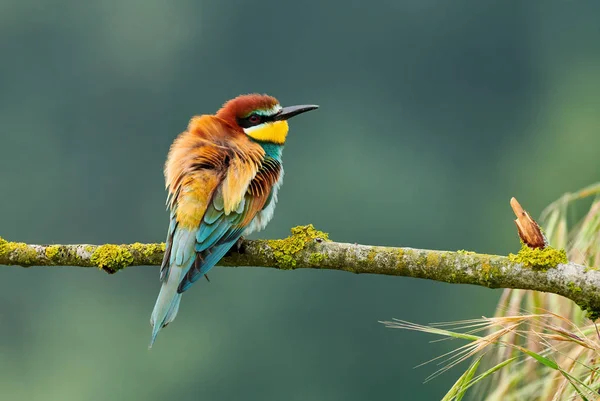 Krásný včelí jedlík (Merops apiaster). — Stock fotografie