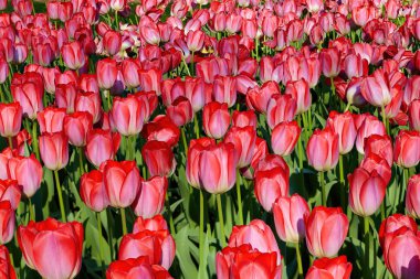 Çiçek açan kırmızı laleler, baharın sembolleri.