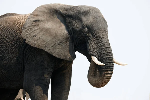 Group of big elephants, Loxodonta africana. — Stock Photo, Image