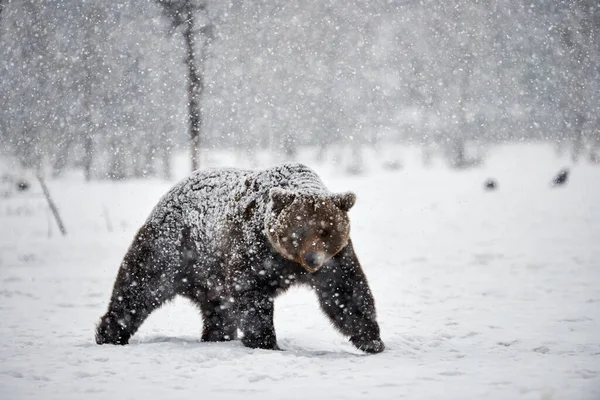 Urso marrom no inverno — Fotografia de Stock