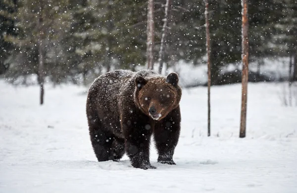 Medvěd hnědý v zimě — Stock fotografie