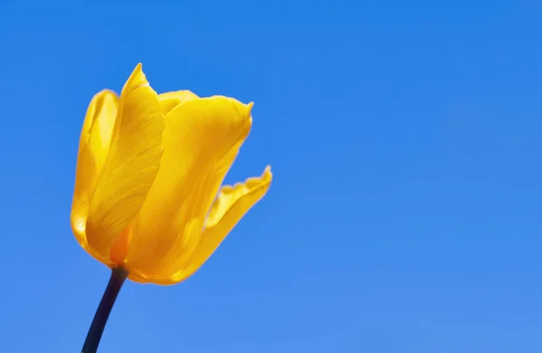 Hermoso tulipán solitario en primavera . — Foto de Stock