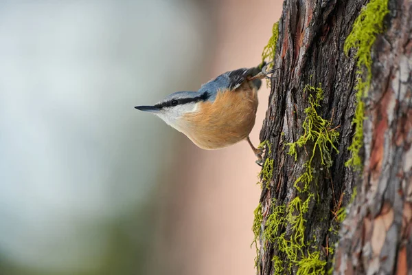 Nuthatch empoleirado em um tronco — Fotografia de Stock