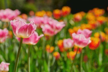 bahar güzel çiçek açan laleler.
