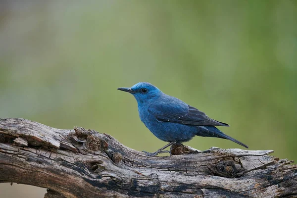 Blauwe rotsspits (Monticola solitarius)) — Stockfoto
