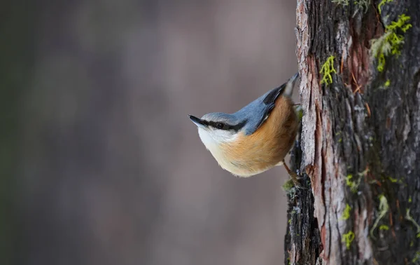 Nötväcka uppflugen på en stam — Stockfoto