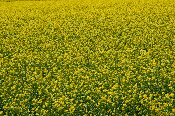 Hermoso campo de colza en el norte de Europa . —  Fotos de Stock