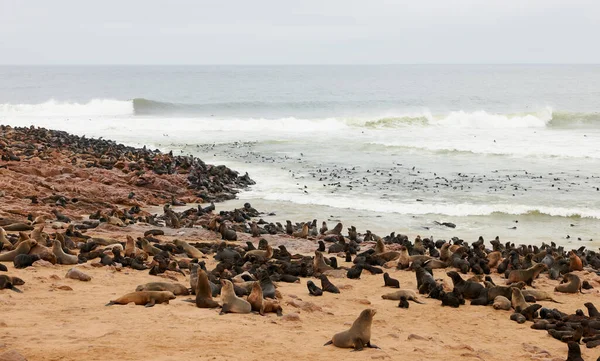 Grande Colônia Peles Focas Cape Cross Namíbia — Fotografia de Stock