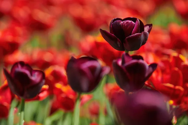 美丽的紫色和红色开花郁金香 郁金香是春天的象征 故意模糊 — 图库照片