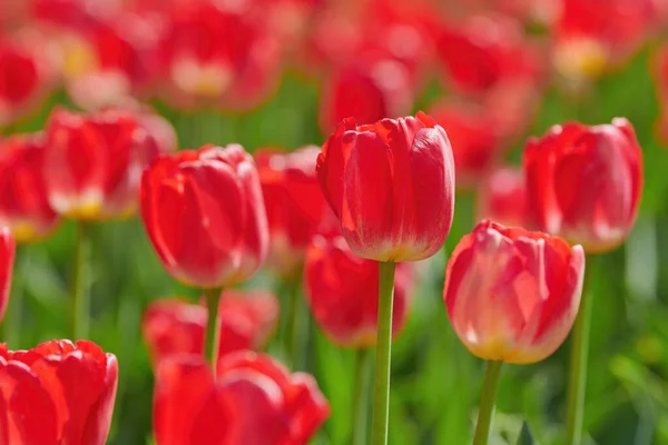 五彩缤纷的红郁金香 郁金香是春天的象征 — 图库照片