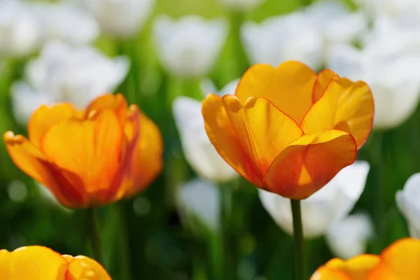 橘红色和白色郁金香花 春天的象征 故意模糊 — 图库照片