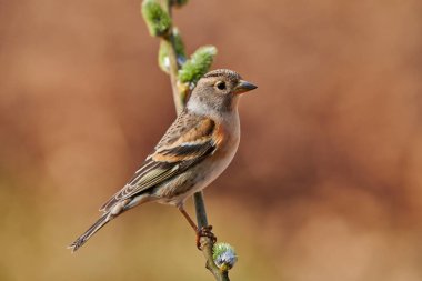 Güzel dişi çalıkuşu (Fringilla montifringilla) kışın küçük bir dala tünedi..