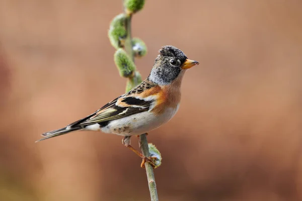 Belle Ronce Fringilla Montifringilla Perchée Sur Une Petite Branche Hiver — Photo