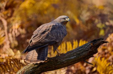 Yaygın bir akbaba (Buteo buteo) çok çeşitli tüyleri olan yırtıcı bir kuş.