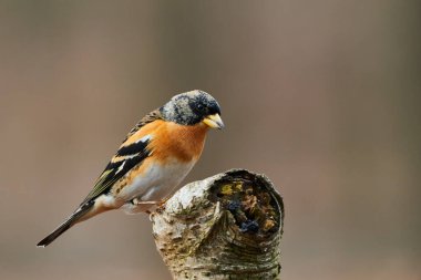 Renkli erkek böğürtlen çalısı (Fringilla montifringilla), bir kütüğe tünemiş ve profilden fotoğraflanmıştır..
