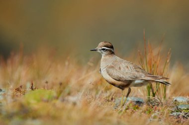 Eurasian dotterel (Charadrius morinellus) photographed in the Italian Alps, in low grass. clipart