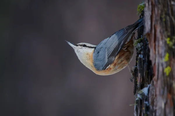 Nuthatch Perched Log Larch Swiss Alps — Stock Photo, Image