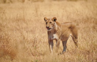 Vahşi dişi aslan (Panthera leo) Botswana 'nın sarı savanasında yürür..
