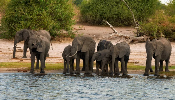 Botswana Trinkt Eine Aus Winzigen Und Kleinen Weibchen Bestehende Elefantenherde — Stockfoto