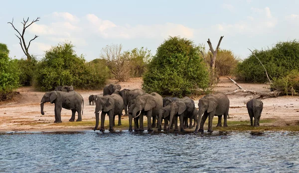 In Botswana, a herd of elephants, Loxodonta africana, made up of tiny and small females, drinks along the Chobe river. Beautiful African landscape with a herd of elephants.