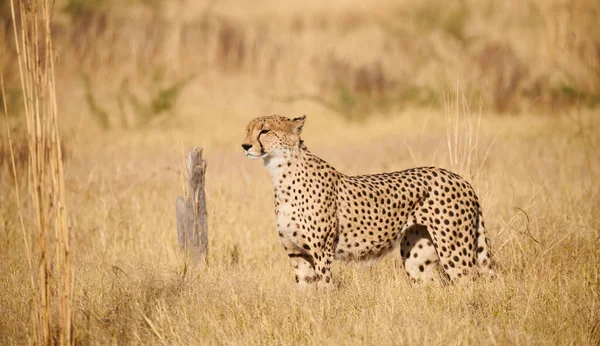 Beautiful Cheetah Acinonix Jubatus Walking African Savannah — Stock Photo, Image