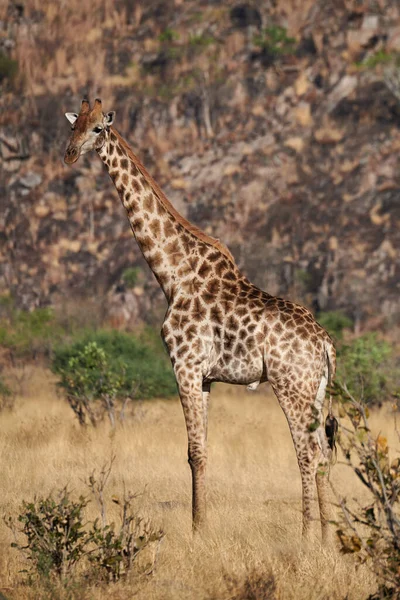 Girafa Giraffa Camelopardalis Savana Africana Olha Volta — Fotografia de Stock