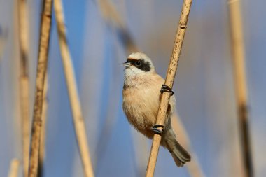 Passirine kuşu (Ramirez pendulinus), bir sazlıkta..