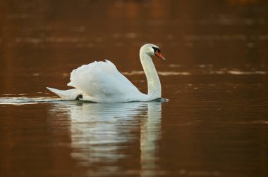 Güzel dilsiz kuğu (Kuğu rengi) şafak vakti nehir sularında yüzer..