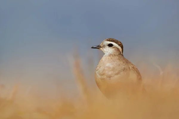 Dotterel Eurasie Charadrius Morinellus Photographié Dans Les Alpes Italiennes Herbe — Photo