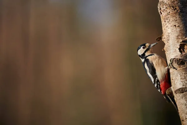 Gran Pájaro Carpintero Moteado Posado Una Rama Abedul — Foto de Stock